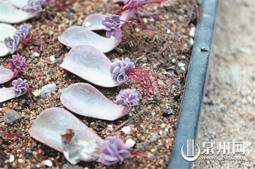 大学生回乡创业 种养多肉植物-千龙网·中国首