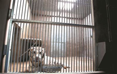 大型兽舍变脸 动物越冬添福利-千龙网·中国