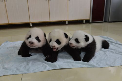 四川阿坝2015年新生熊猫宝宝集中亮相-千龙网