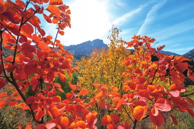 密云新城子镇，红叶正值观赏期。