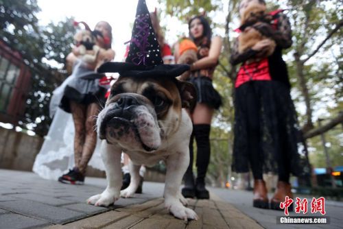 南京美女与宠物恋爱么么哒(组图)(2)-千龙网·