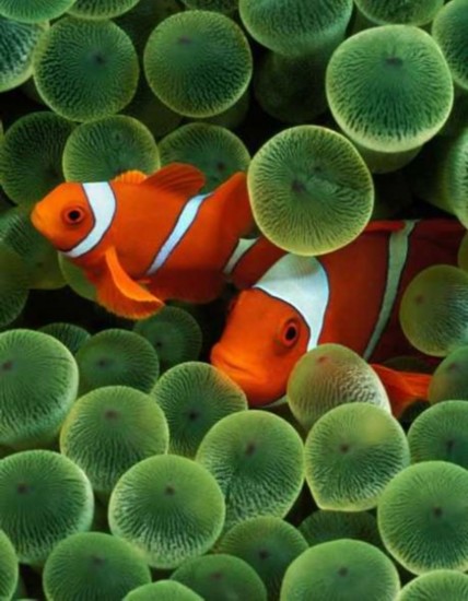 十种艳丽橙色动物:日本蜘蛛蟹寿命可达百岁(5