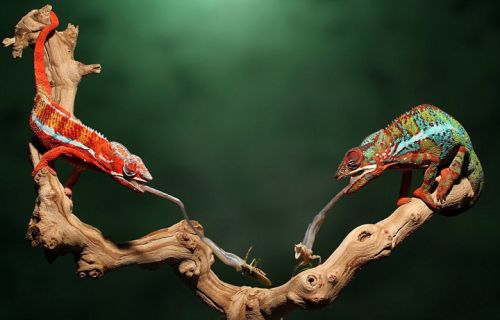 变色龙闪电舌击猎物瞬间 每秒可移动6米-千龙网·中国首都网