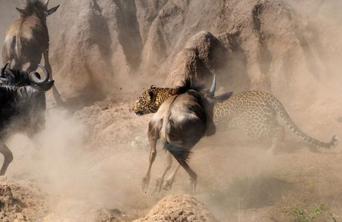摄影师肯尼亚拍摄猎豹猎杀角马画面(7)-千龙网