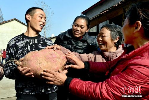 湖北襄阳现“红薯王” 单个重九公斤