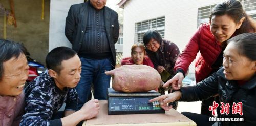 湖北襄阳现“红薯王” 单个重九公斤