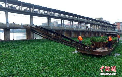 湖南衡阳水葫芦泛滥 河坝内现“绿草带”