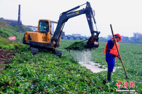 湖南衡阳水葫芦泛滥 河坝内现“绿草带”