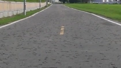 台湾东部现蚯蚓集体大逃亡 场面震撼