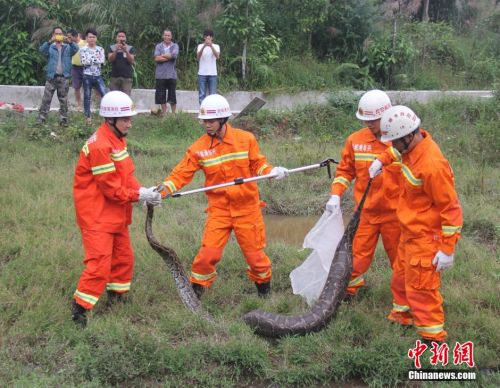 广西东兴现37斤巨蟒 疑吃饱后“休息”被抓