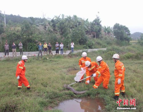 广西东兴现37斤巨蟒 疑吃饱后“休息”被抓