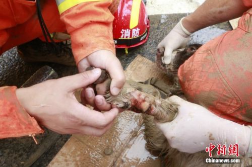 浙江丽水山体滑坡救援犬负伤仍坚持搜救