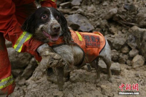 浙江丽水山体滑坡救援犬负伤仍坚持搜救