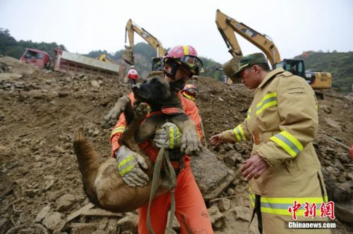 浙江丽水山体滑坡救援犬负伤仍坚持搜救