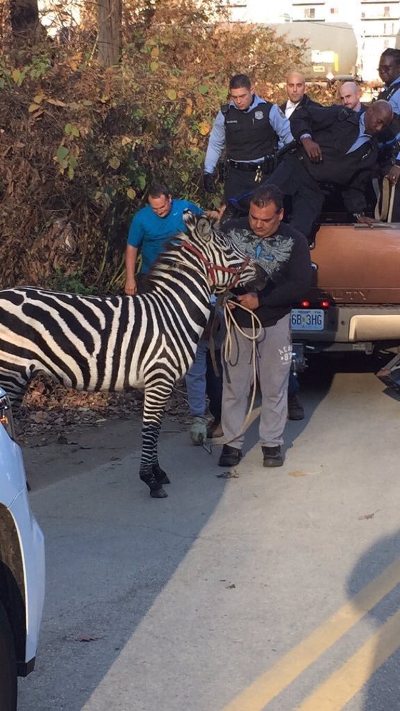 马戏团两斑马出逃 街头狂奔被“拘留”