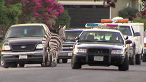 马戏团两斑马出逃 街头狂奔被“拘留”