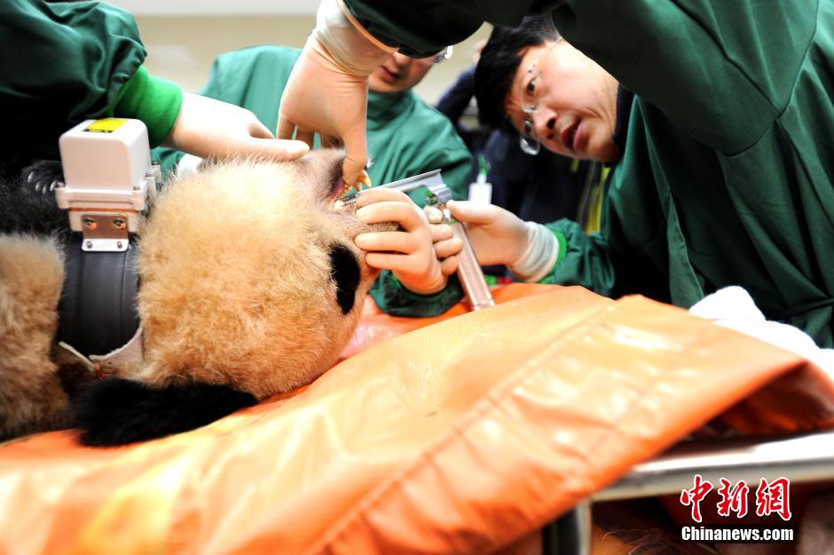 直击大熊猫“华姣”放归前体检全过程