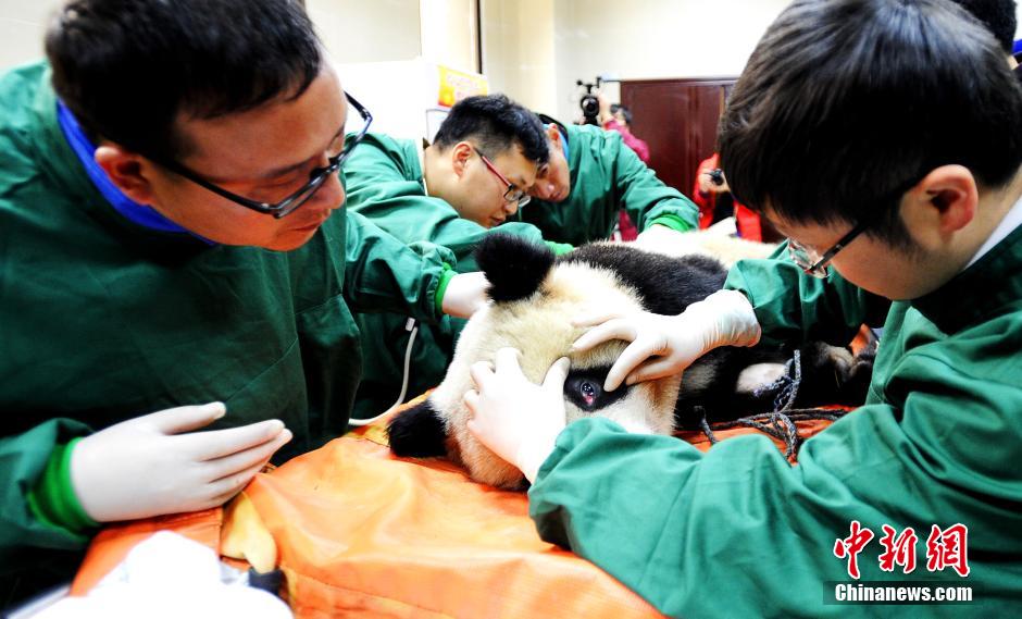 直击大熊猫“华姣”放归前体检全过程