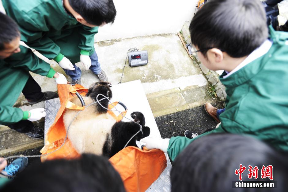 直击大熊猫“华姣”放归前体检全过程