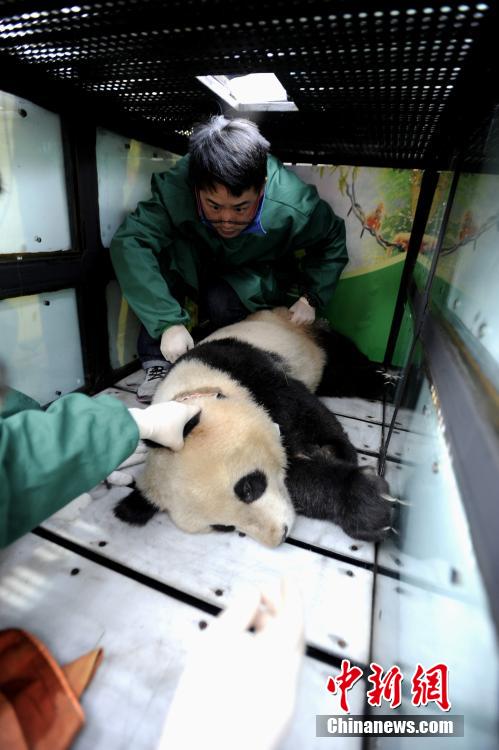 直击大熊猫“华姣”放归前体检全过程