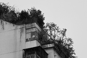楼顶盖花园 邻居家漏水-千龙网·中国首都网