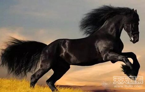 世界上杀人最多动物排行曝光：答案让人震惊