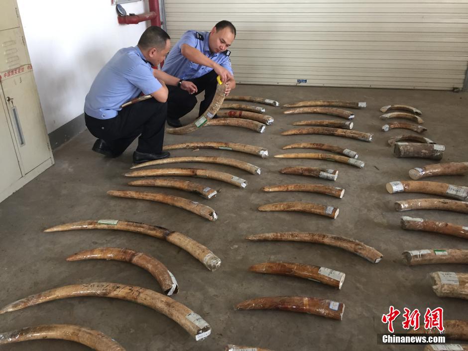 厦门海关查获特大象牙走私案