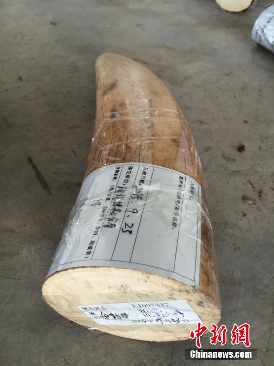 厦门海关查获特大象牙走私案