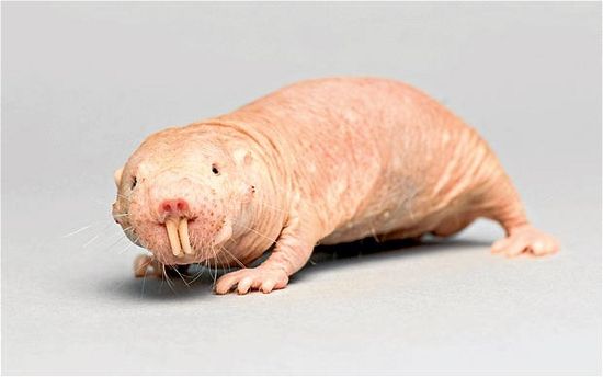 泉州市民捕获怪鱼能吃不？这些生物恐怖但美味（图）