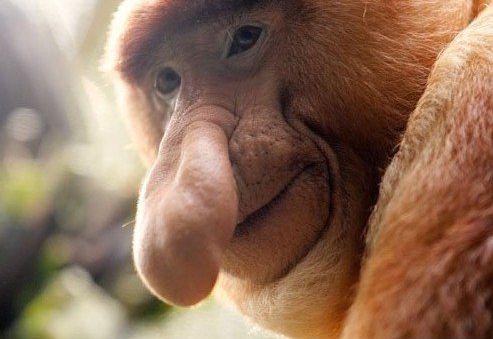 泉州市民捕获怪鱼能吃不？这些生物恐怖但美味（图）