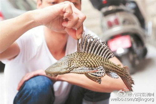 泉州市民捕获怪鱼能吃不？这些生物恐怖但美味（图）