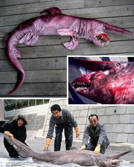 泉州市民捕获怪鱼能吃不？这些生物恐怖但美味（图）