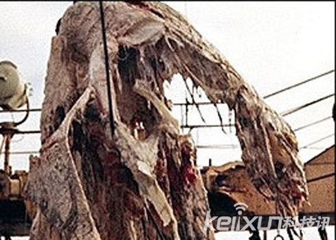 太平洋怪兽之谜 揭秘怪兽真相-千龙网·中国首