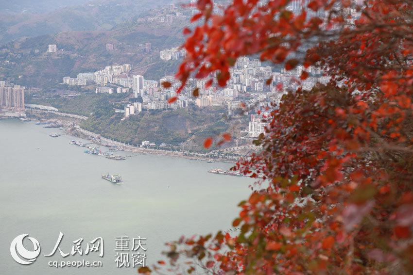 红叶“染红”巫山县城。刘祎 摄