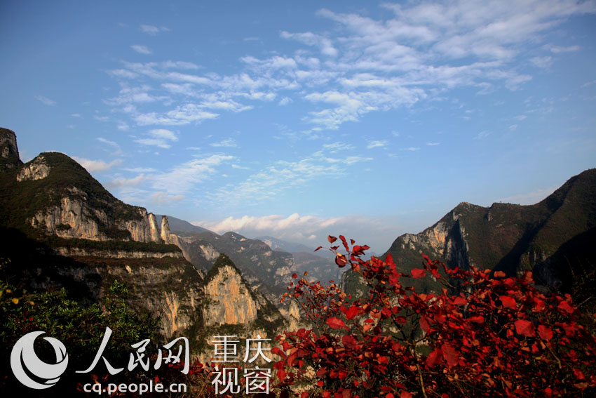 巫山红叶似彩霞。卢先庆 摄