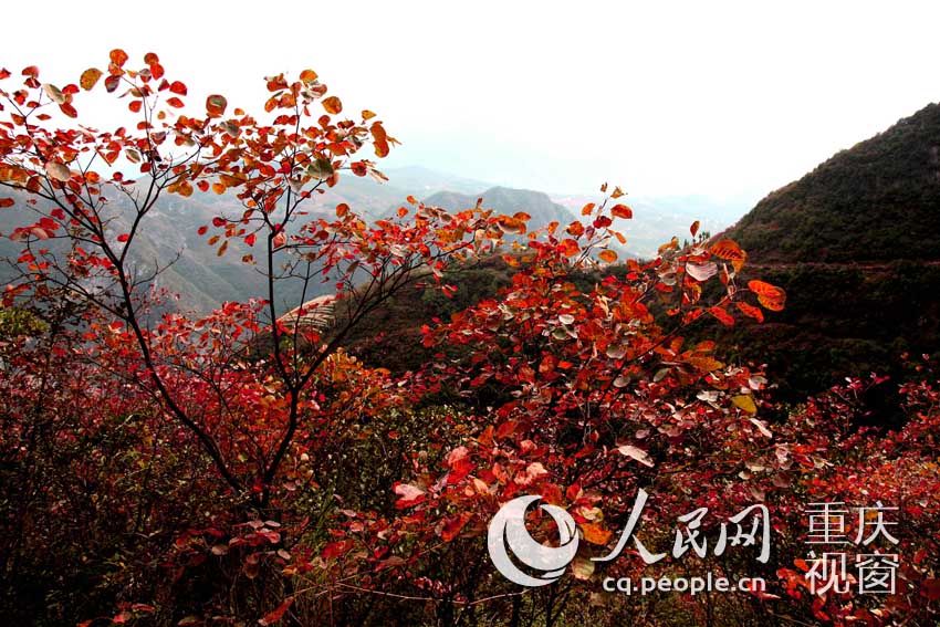 巫山满山红叶似彩霞。卢先庆 摄