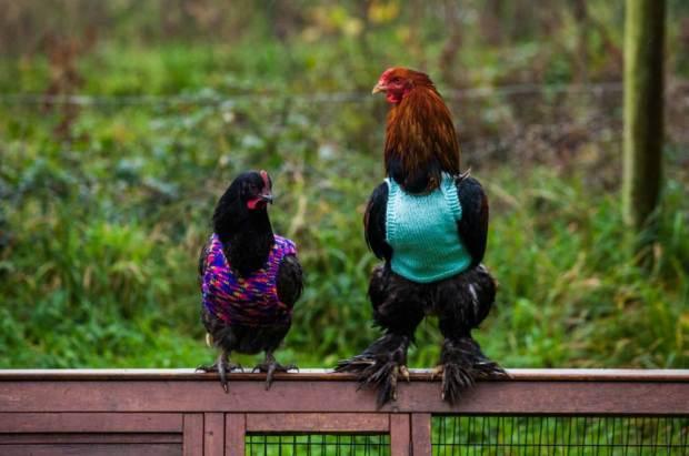 英国女子为家禽手织套头衫过冬(组图)(5)-千龙