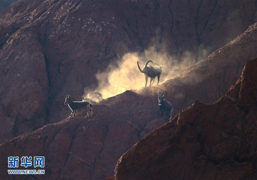 新疆天山再现野生北山羊