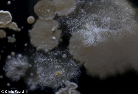 纽约地铁看不见的细菌：科学与艺术的结合