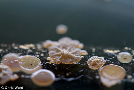 纽约地铁看不见的细菌：科学与艺术的结合