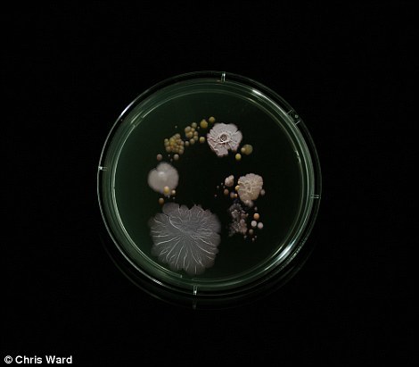 纽约地铁看不见的细菌：科学与艺术的结合