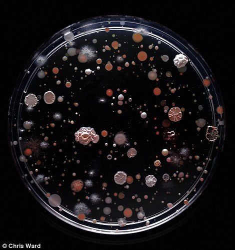纽约地铁看不见的细菌：科学与艺术的结合