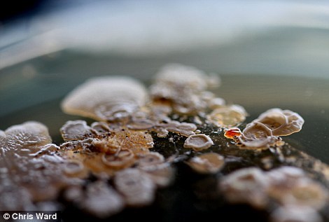 纽约地铁看不见的细菌：科学与艺术的结合