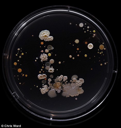 纽约地铁看不见的细菌：科学与艺术的结合