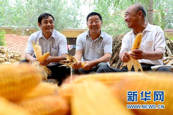 山东省菏泽市曹县程楼村“第一书记”杨洪琪（左）和村民一起剥玉米，并听取他们对村经济发展的意见（2013年9月24日摄）。 新华社记者 郭绪雷 摄