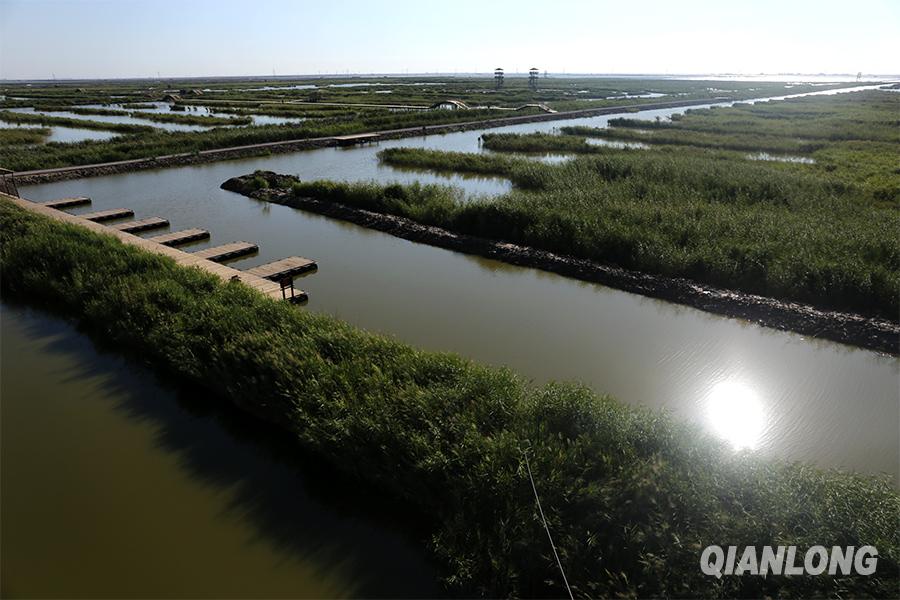 曹妃甸湿地