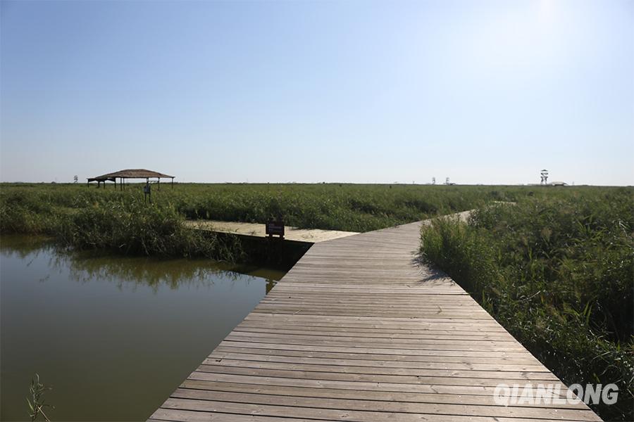 错综复杂的曹妃甸湿地迷宫