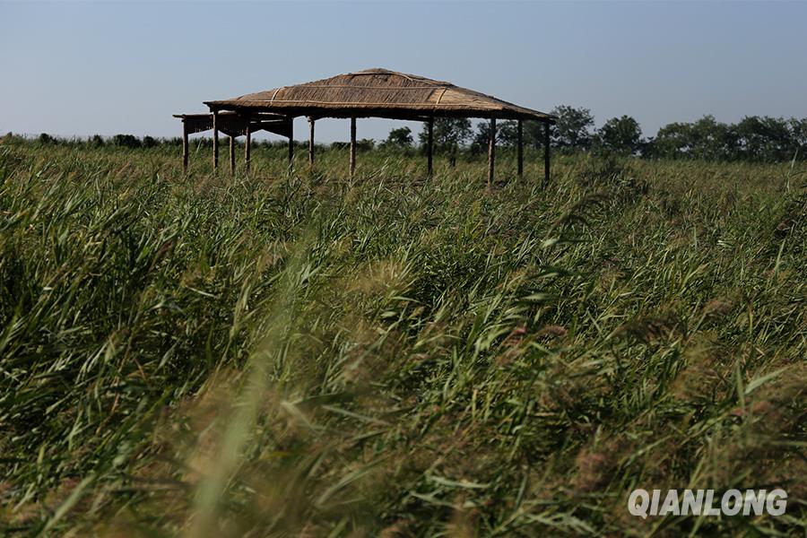湿地公园每到冬季会有固定的苇客收割芦苇