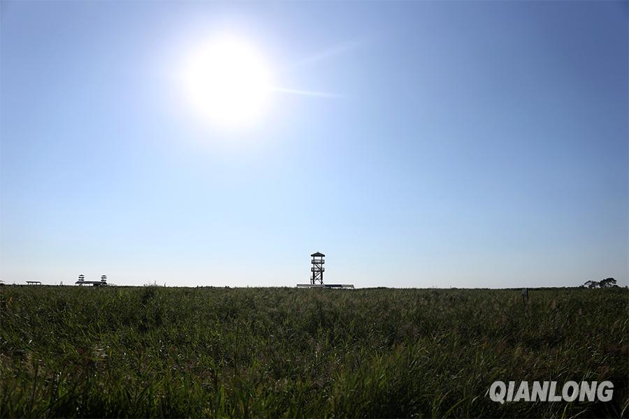 夏日里的日光照射在曹妃甸湿地公园的芦苇上