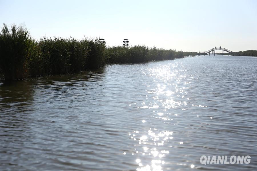 地公园的湿地里有很多河蟹